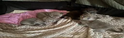 Mixed Breed cats for sale: Kittens for sale  - Advert 6