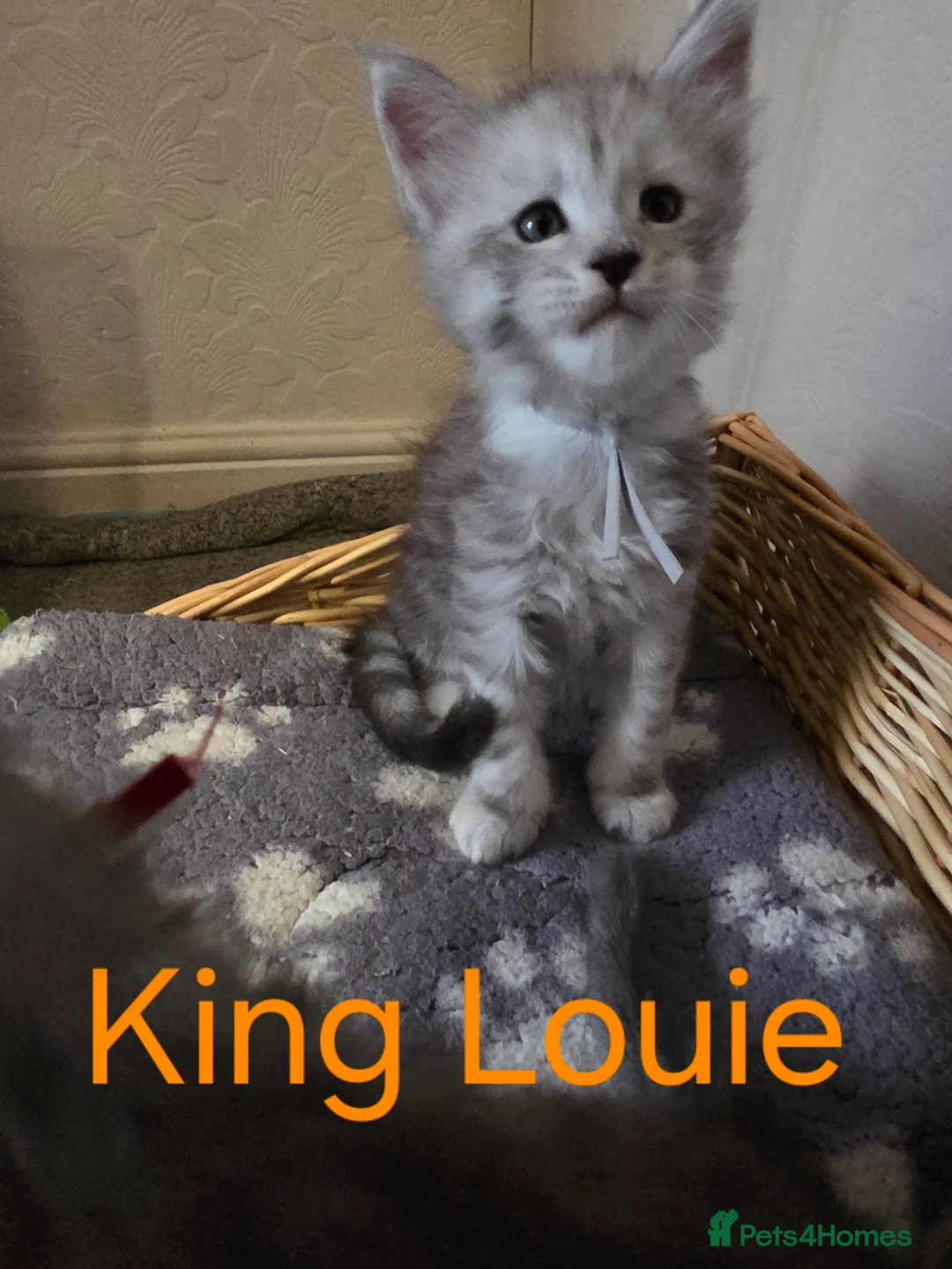 Maine Coon cats for sale: Mainecoons  - Advert 5