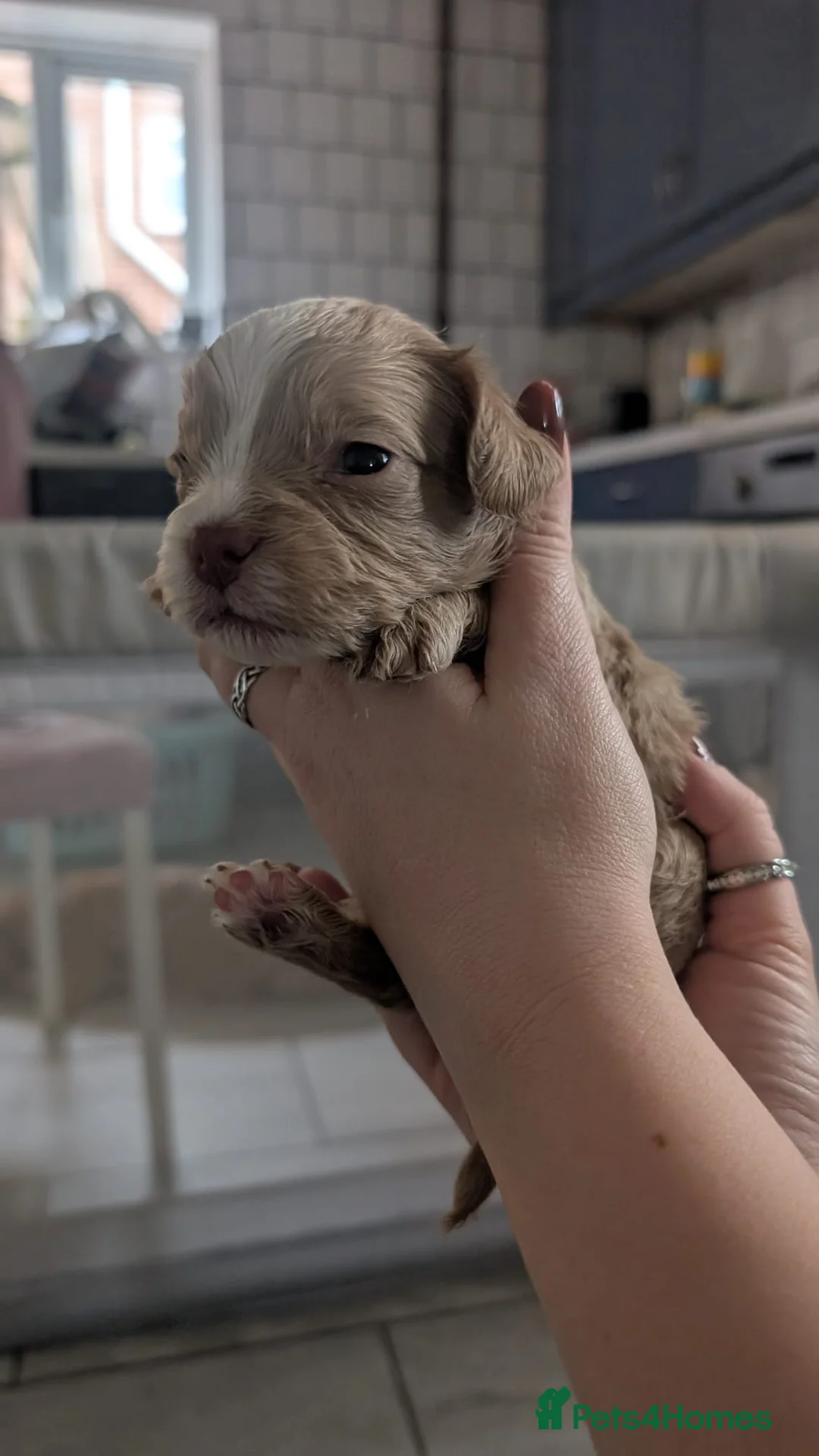 Cockapoo dogs for sale: Cockapoo puppies - Advert 38