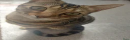Bengal cats for sale: 2 beautiful bengal X shorthairs - Advert 6