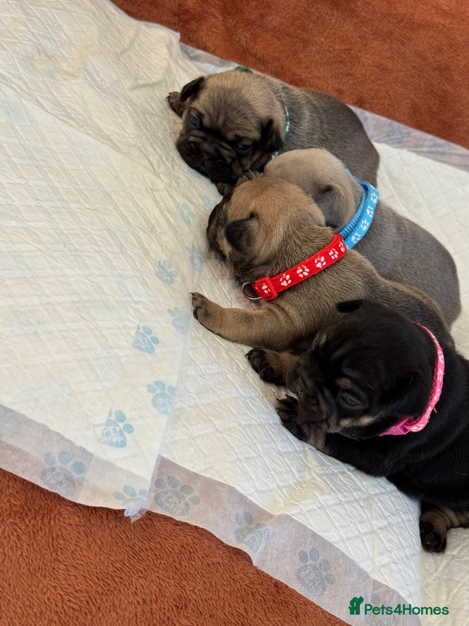 French Bulldog dogs Beautiful French Bulldog litter - Advert 2