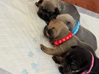 French Bulldog dogs Beautiful French Bulldog litter - Advert 16