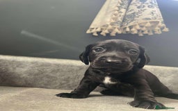 Mixed Breed dogs for sale: Docker puppy’s  - Image 7