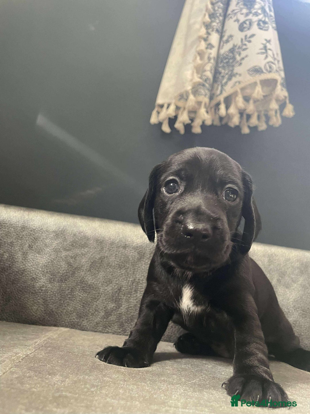 Mixed Breed dogs for sale: Docker puppy’s  - Image 7