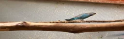 Budgerigars birds for sale: Pair of Black Face Budgies  - Advert 5