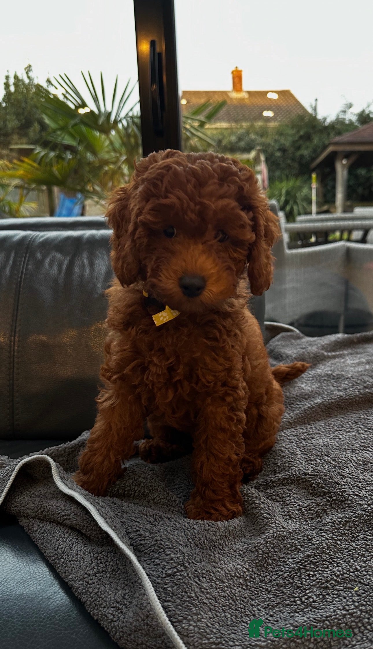 Mini Goldendoodle dogs Miniature Goldendoodle Deep Red - Advert 1