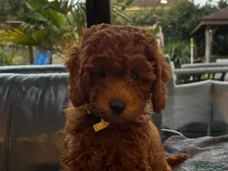 Mini Goldendoodle dogs Miniature Goldendoodle Deep Red - Advert 1