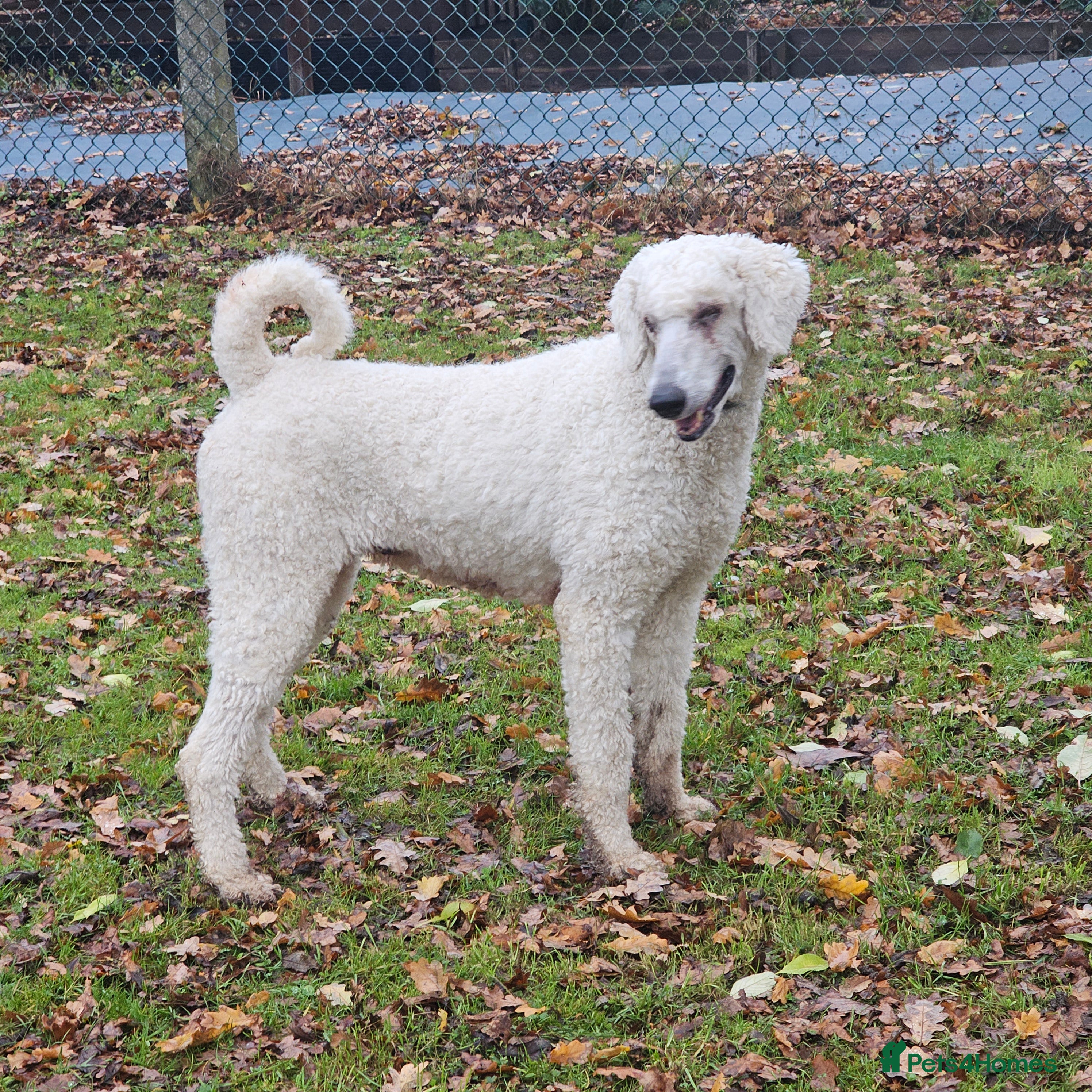 Standard Poodle dogs Standard poodle for rehome - Advert 1