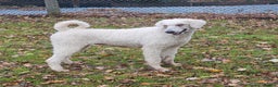 Standard Poodle dogs for sale: Standard poodle for rehome - Advert 1