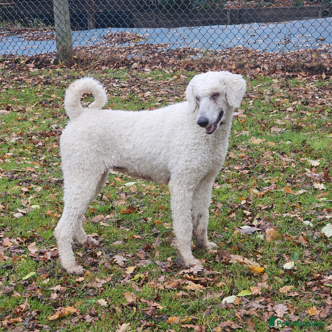 Standard Poodle dogs for sale: Standard poodle for rehome - Advert 1