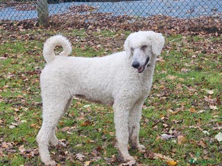 Standard Poodle dogs Standard poodle for rehome - Advert 5