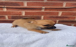 Mixed Breed dogs for sale: Jack Russel cross Pomeranian puppy’s  - Image 10