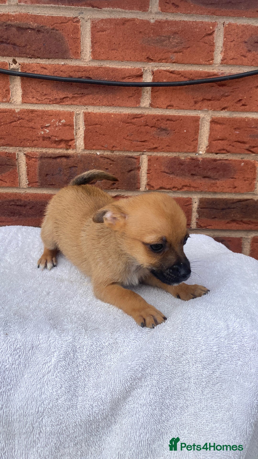 Mixed Breed dogs for sale: Jack Russel cross Pomeranian puppy’s  - Image 10
