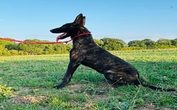 Belgian Shepherd Dog dogs for sale: Belgian Malinois / Dutch Herder  - Image 3