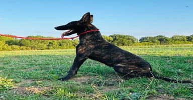 Belgian Shepherd Dog dogs - Advert 8