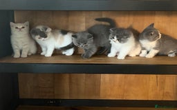 British Shorthair cats for sale: GCCF British Shorthair Kittens - Image 1