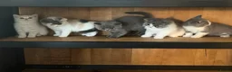British Shorthair cats for sale: GCCF Brit longhair boy left Kitten ready to leave  - Advert 1