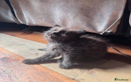 British Longhair cats for sale: 4 beautiful kittens - Image 5