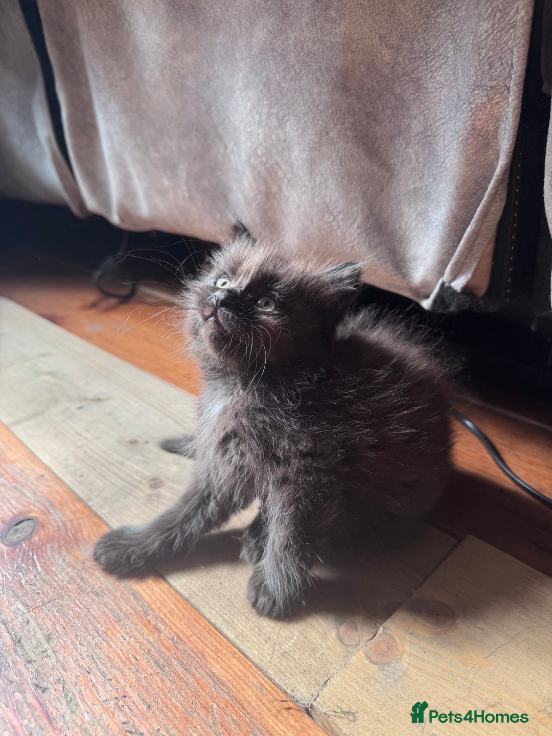 British Longhair cats for sale: 4 beautiful kittens - Image 5