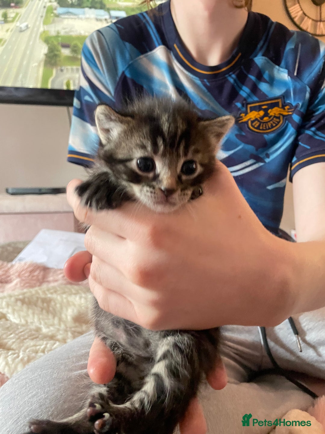 Domestic Shorthair cats for sale: Male 8 week kitten  - Image 4