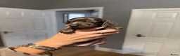 Miniature Dachshund dogs for sale: MINIATURE DACHSHUND PUPPIES 3 BOYS & 5 GIRLS 🐾 in Liverpool - Advert 3