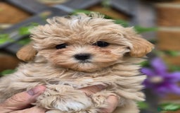 Maltipoo dogs for sale: Amazing TeddyBear Asian Korean Maltipoo puppies - Image 14