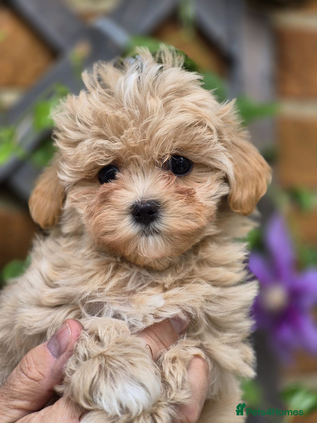 Maltipoo dogs for sale: Amazing TeddyBear Asian Korean Maltipoo puppies - Image 14