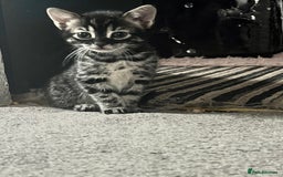 Bengal cats for sale: Half Bengal kittens 1 black majestic  - Advert 6