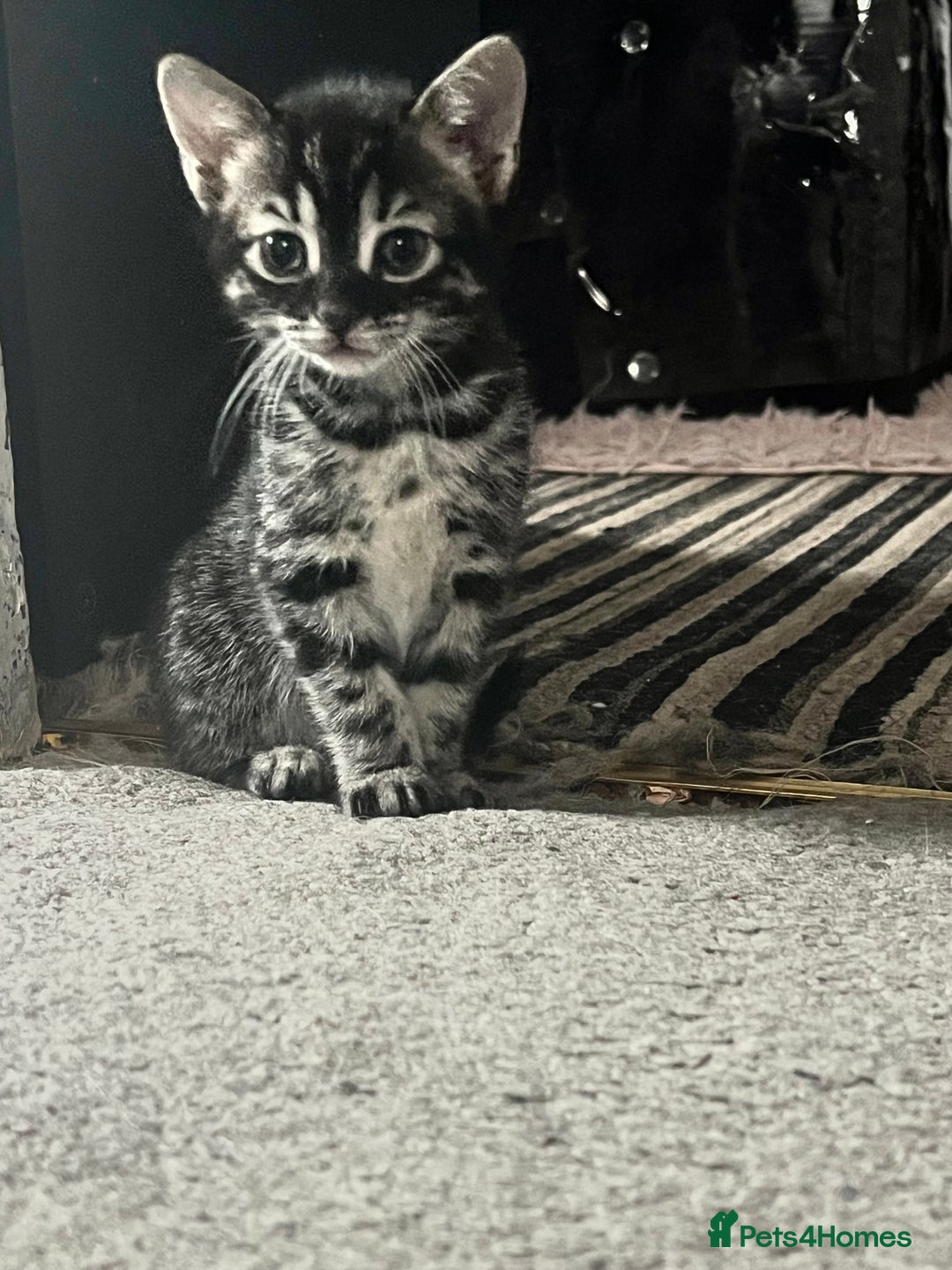 Bengal cats for sale: Half Bengal kittens 1 black majestic  - Advert 6