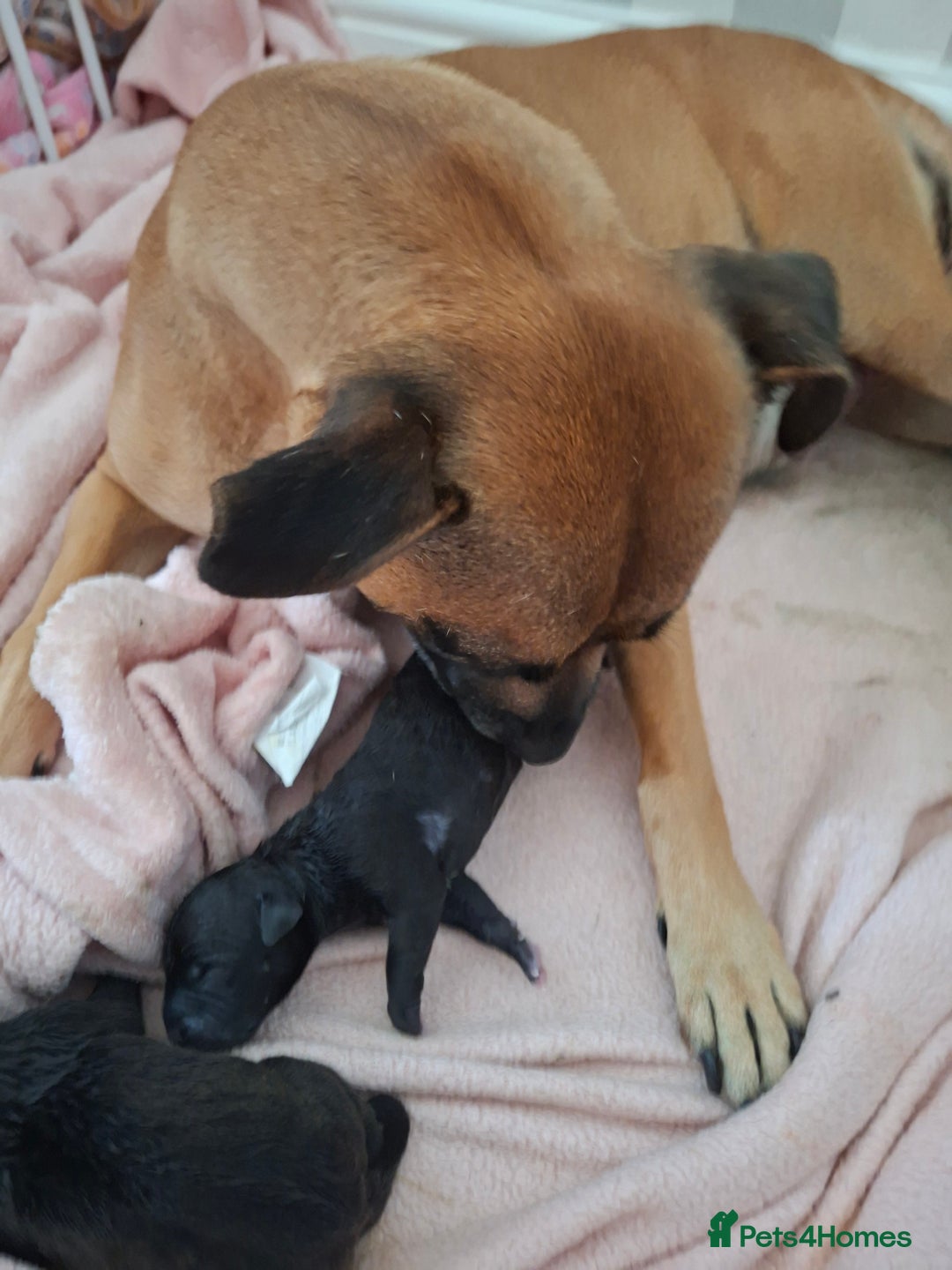 Staffordshire Bull Terrier dogs for sale: Staffy pups ready 26th august 2 brindle 3 blue - Image 29