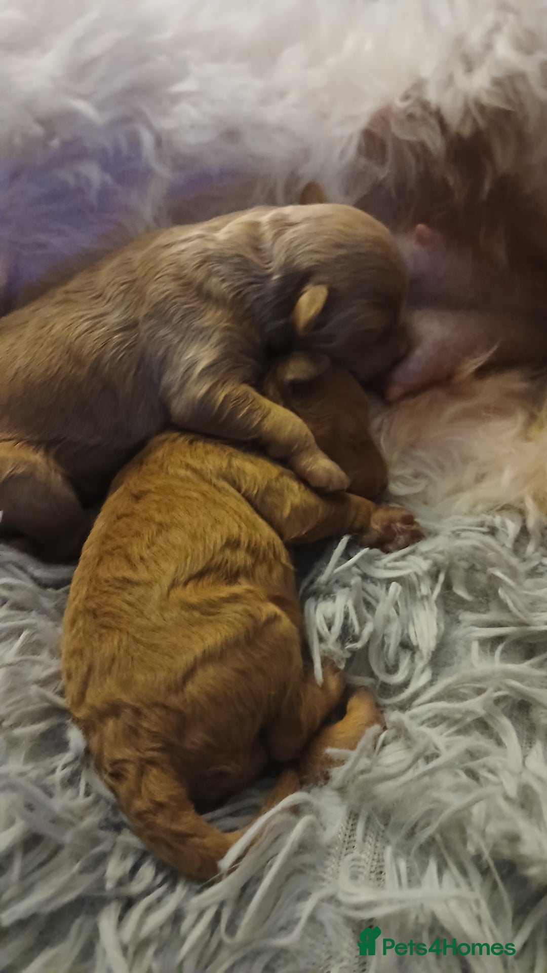 Maltipoo dogs for sale: Malitpoo  puppies  for sale in Canterbury - Image 5