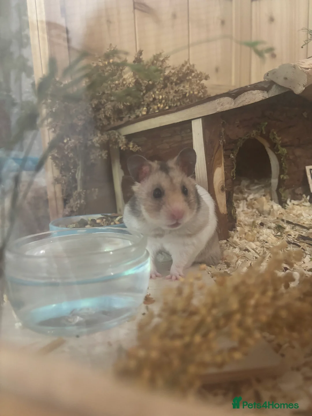 Hamster rodents for sale: male syrian hamster  - Advert 2