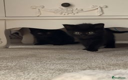 British Shorthair cats for sale: British Blue x kittens - Image 7
