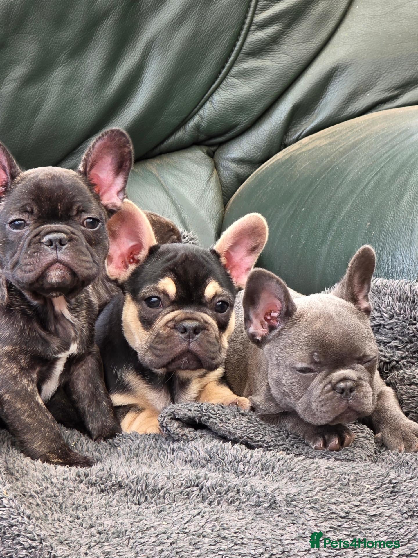 French Bulldog dogs French bulldog puppies  - Advert 1