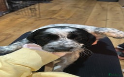 Cocker Spaniel dogs for sale: Beautiful Working Cocker Spaniel puppies - Advert 12