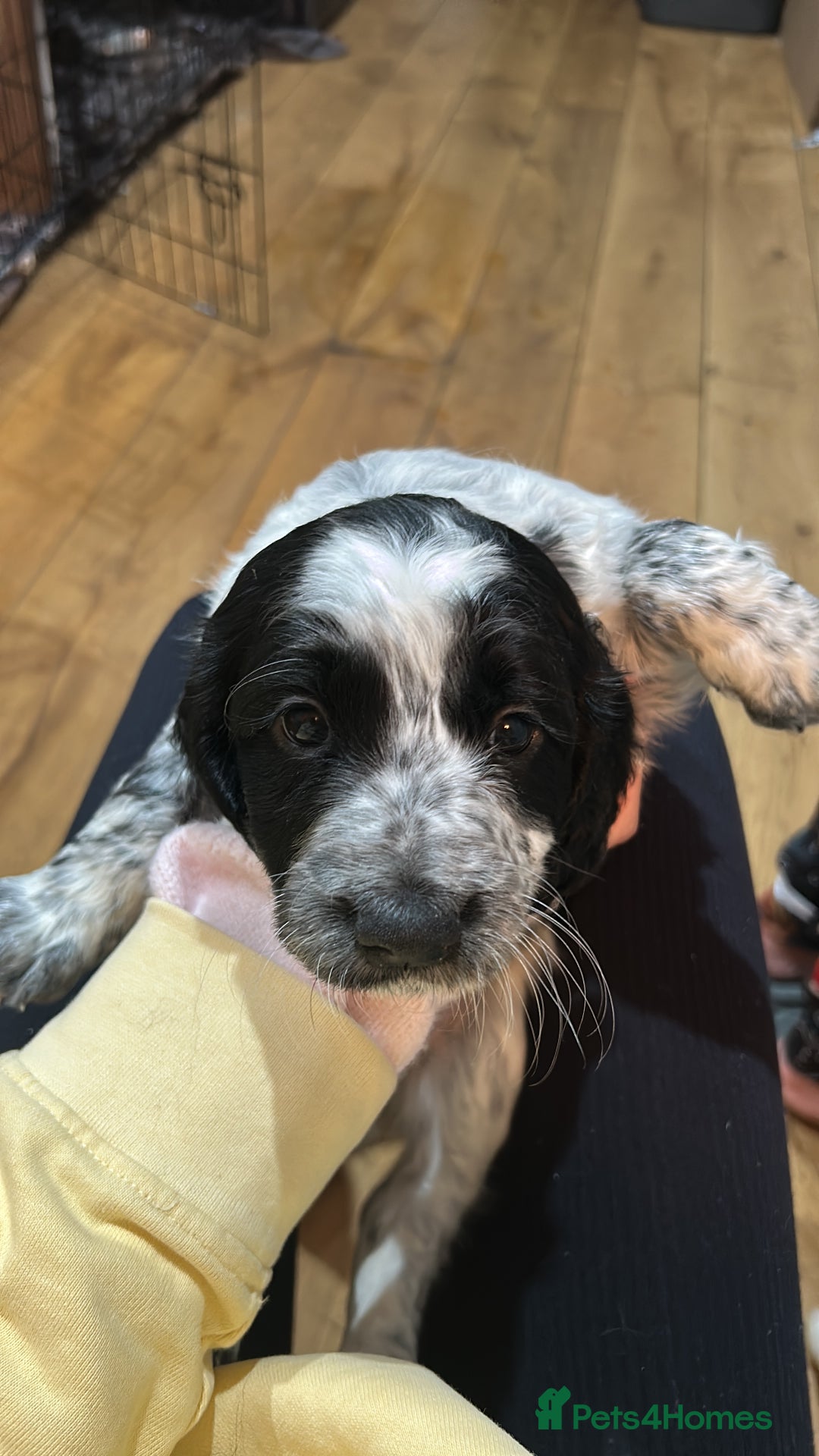 Cocker Spaniel dogs for sale: Beautiful Working Cocker Spaniel puppies - Advert 12