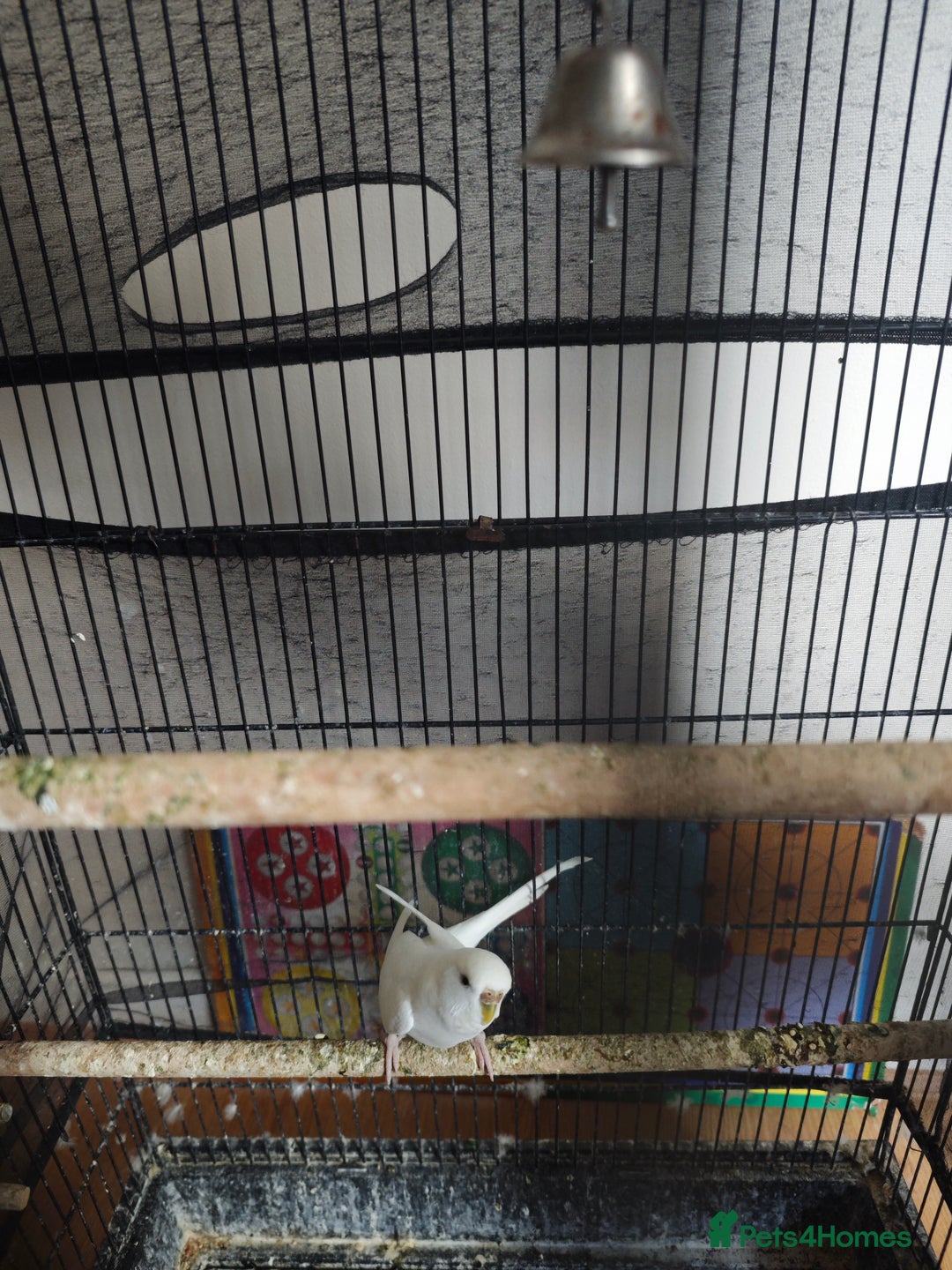 Budgerigars birds for sale: Budgies with cage for Sale in Reading - Image 3