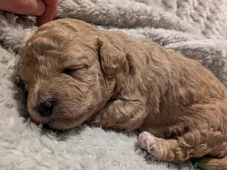 Lhasapoo dogs 4 gorgeous male lhasapoo puppies - Advert 15