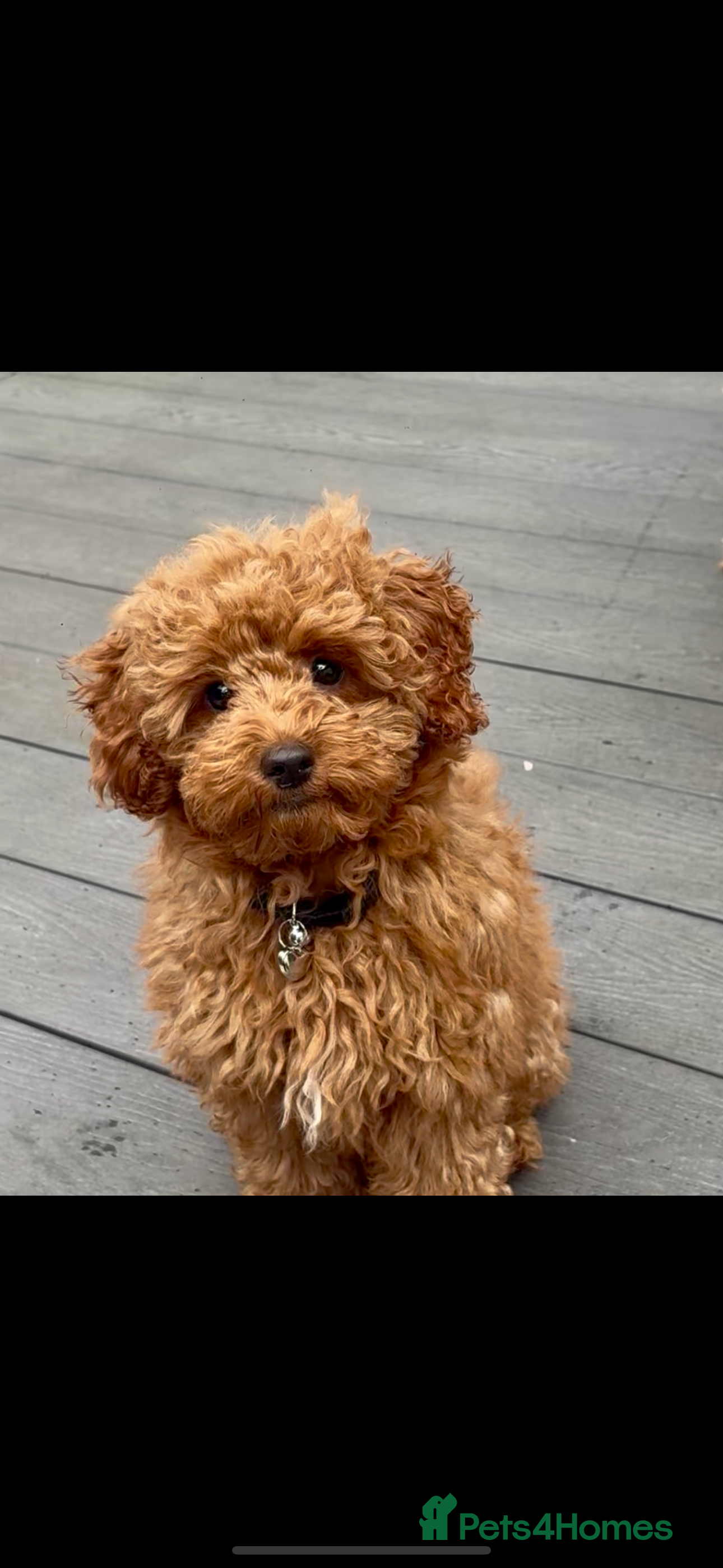 Cockapoo dogs Cockapoo F1b sable red female - Advert 11