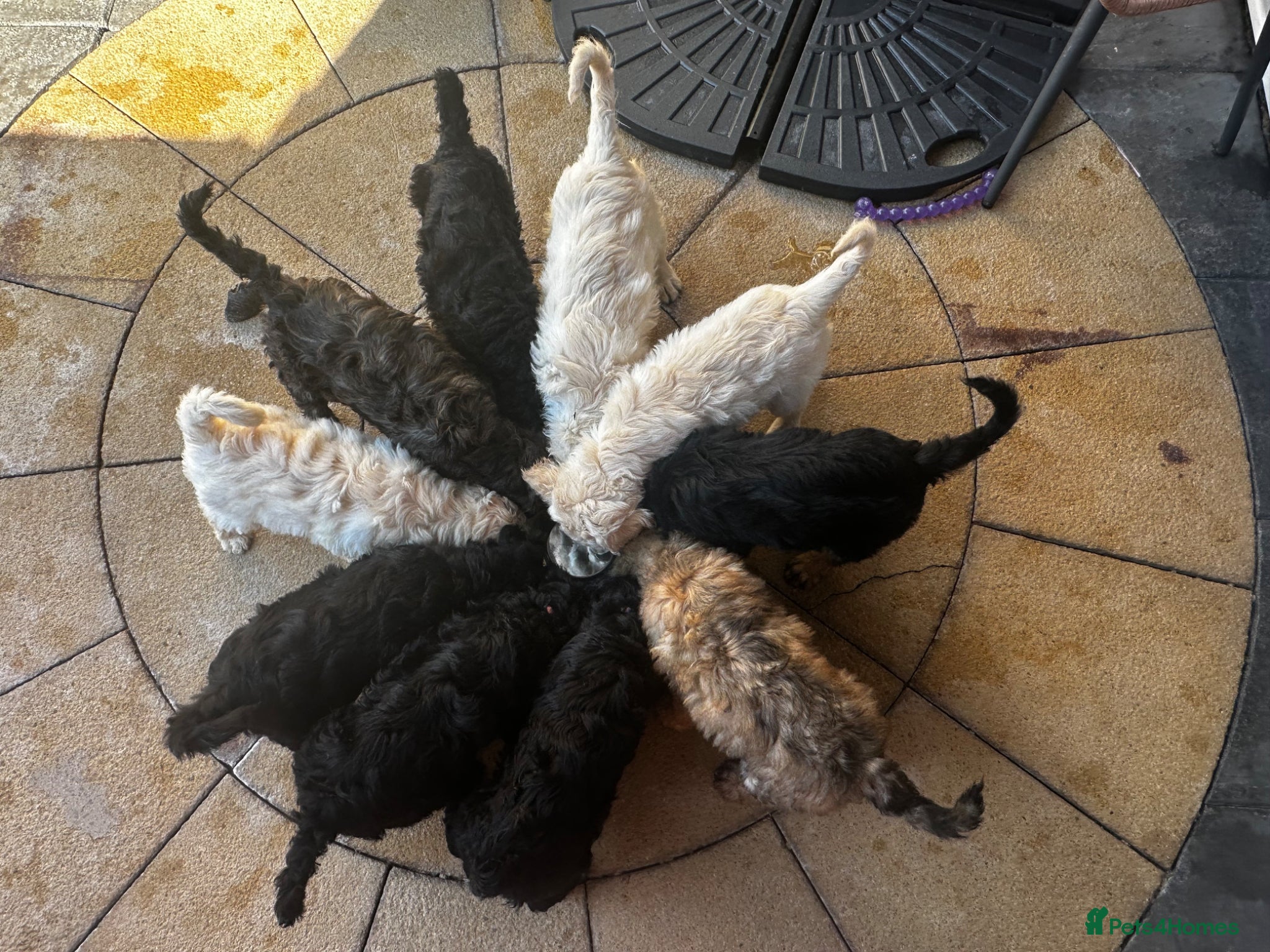 Goldendoodle dogs Goldendoodle pups health tested parents  - Advert 1