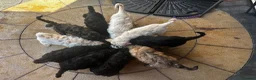 Goldendoodle dogs for sale: Goldendoodle pups health tested parents  - Advert 1