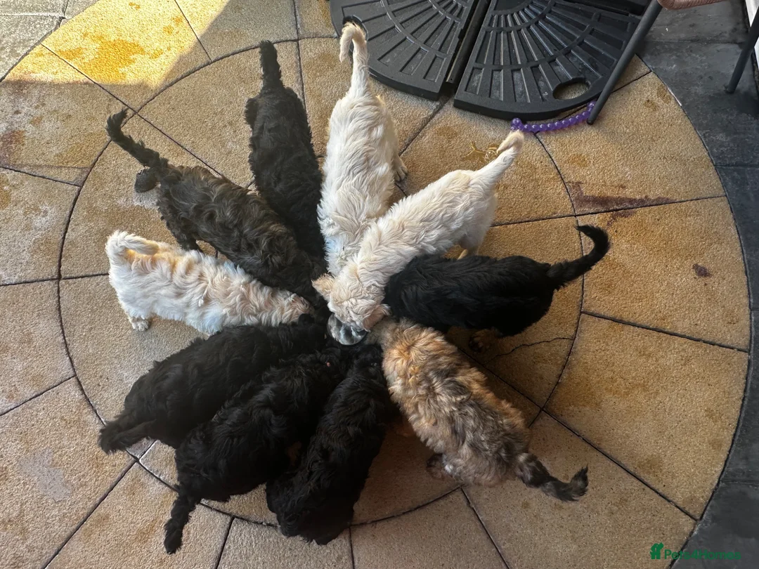 Goldendoodle dogs for sale: Goldendoodle pups health tested parents  - Advert 1