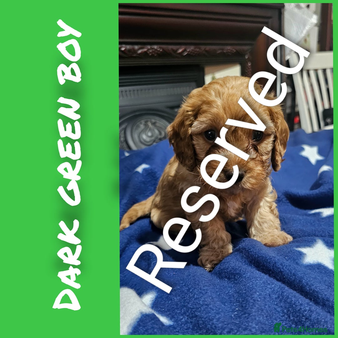 Cavapoo dogs for sale: Beautiful cavapoo litter - Image 8