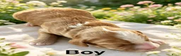 Cockapoo dogs for sale: ❤️ DNA CLEAR, Beautiful Cockapoo Puppies ❤️ - Advert 2