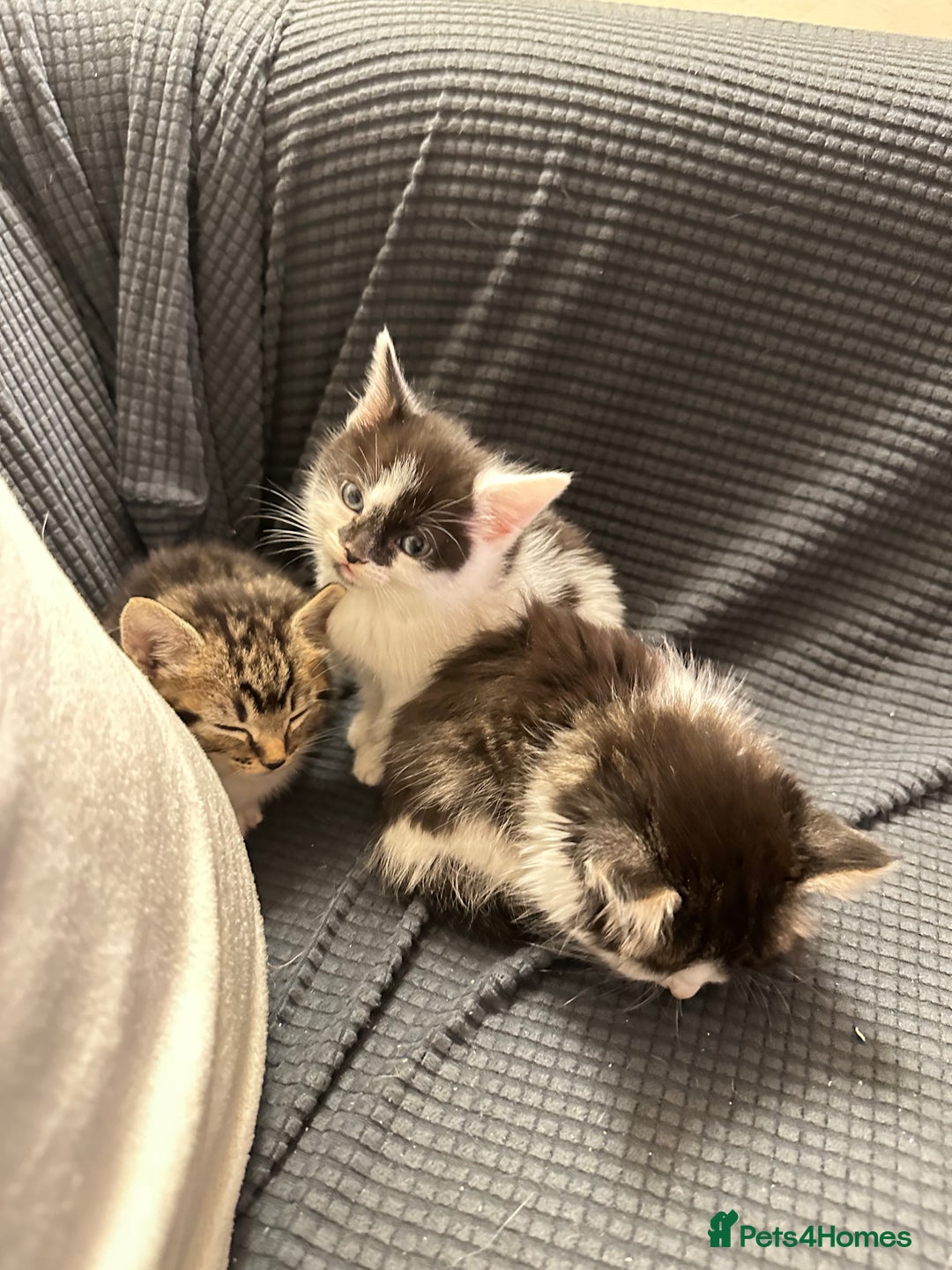 Domestic Shorthair cats for sale: short and long hair kittens ready to go - Image 10