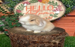 Mini Lop rabbits for sale: ⭐ VACCINATED PEDIGREE MINI LOP BUNNIES ⭐  - Advert 1