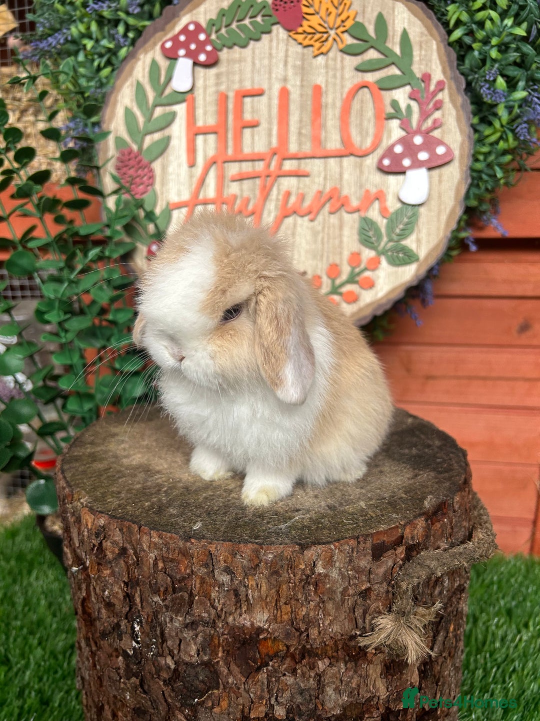 Mini Lop rabbits for sale: ⭐ VACCINATED PEDIGREE MINI LOP BUNNIES ⭐  - Advert 1