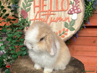 Mini Lop rabbits ⭐ VACCINATED PEDIGREE MINI LOP BUNNIES ⭐ - Advert 3