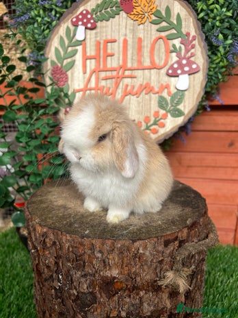 Mini Lop rabbits ⭐ VACCINATED PEDIGREE MINI LOP BUNNIES ⭐ - Advert 1