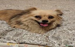 Pekingese dogs for adoption: 💖🐶 ROSA 🐶💖 - Image 9